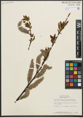 Foto von Salix pulchra Cham.